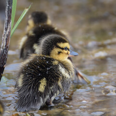 Cute duckling (newborn baby duck) close-up - 597988562