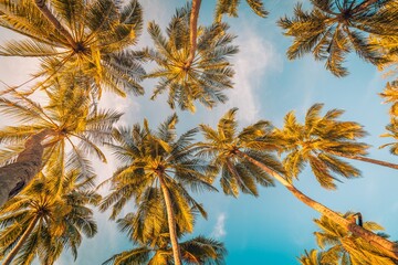Beautiful nature backdrop. Sunset sky with palm trees leaves. Looking up positive vibes, energy. Inspirational natural summer scene, tropical pattern. Carefree freedom travel, botany plants sunrise