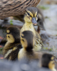 Cute duckling (newborn baby duck) close-up - 597988591