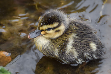 Cute duckling (newborn baby duck) close-up - 597988595