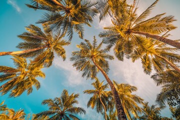 Fototapeta na wymiar Beautiful nature backdrop. Sunset sky with palm trees leaves. Looking up positive vibes, energy. Inspirational natural summer scene, tropical pattern. Carefree freedom travel, botany plants sunrise