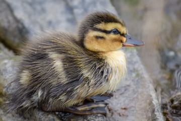 Cute duckling (newborn baby duck) close-up - 597988723