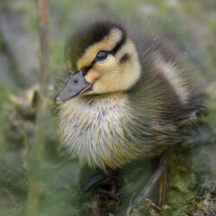 Cute duckling (newborn baby duck) close-up - 597988748