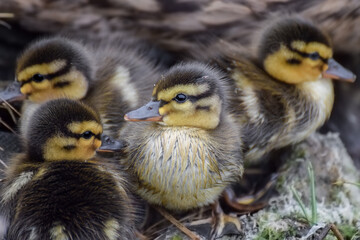 Cute duckling (newborn baby duck) close-up - 597988762
