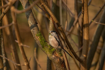 Long tailed tit, Aegithalos caudatus, perched on a tree in a forest in the uk in winter.