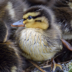 Cute duckling (newborn baby duck) close-up - 597988765