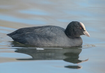 Coot, Fulica atra, swimming on a lake, close up, in the uk in winter
