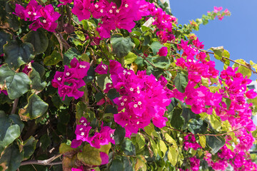 Bougainvillea qlabra growing on the wall of the house