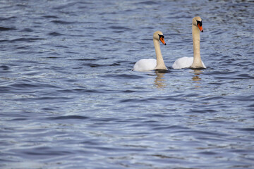 A couple of wild bird mute swans, Cygnus olor, swimming together in the winter on a pond, Belgium, Europe wildlife. High quality photo