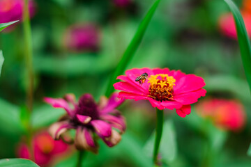 close up of a paper flower (Zinnia elegans) in a flower garden. Zinnia elegans is a flower that has a bright color, is long lasting and can be eaten, with a natural background