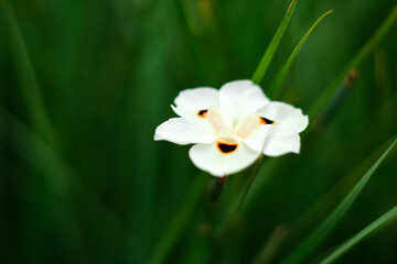 selectives focus of African iris or Fortnight lily flowers (Dietes bicolor), Dietes bicolor is an...