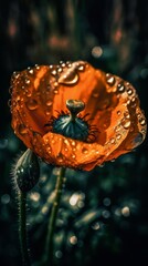 Vibrant Orange Poppy Flower with Dew Drops and Cinematic Flair. Generative AI.