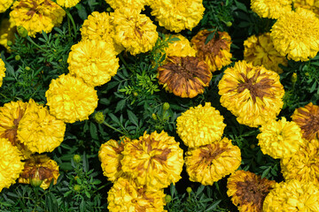 Yellow marigold flowers (tagetes) bloom in the morning, Nature background. Selective focus, blurred background