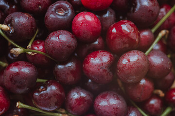 Cherries. Cherry background. Fruit background. Wet cherry with leaves and drops.