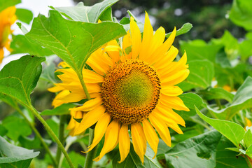 Fototapeta premium selective focus Sunflower or Helianthus Annuus L in a sunflower field. Selective Focus, yellow background, Sunflower background. Bokeh. Nature concept