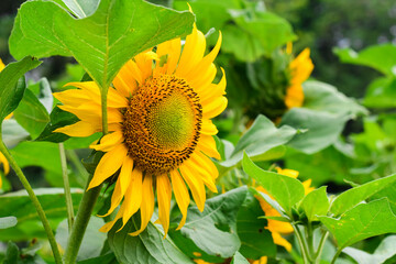 selective focus Sunflower or Helianthus Annuus L in a sunflower field. Selective Focus, yellow background, Sunflower background. Bokeh. Nature concept