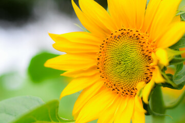Obraz premium selective focus Sunflower or Helianthus Annuus L in a sunflower field. Selective Focus, yellow background, Sunflower background. Bokeh. Nature concept