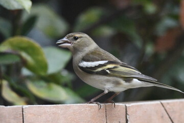 pinson des bois femelle
