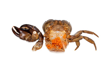 A river crab is black , A freshwater crab with eggs, Crab isolated on white background