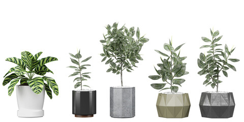 Set of High-Quality Cut-Out Plant Images