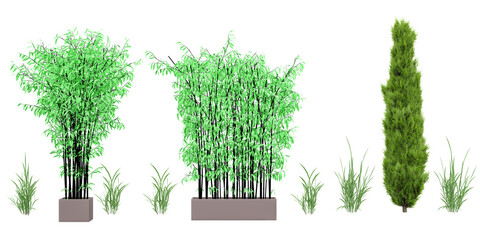 Transparent Jungle; Captivating Cut-Out Plant & bamboo tree Images