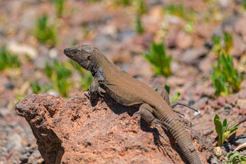 Male Gallot's lizard, (Gallotia galloti galloti), on volcanic rock and with green vegetation and rocks background, in the Teide national park, Tenerife, Canary islands