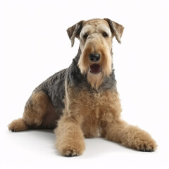 Airedale Terrier breed dog isolated on white background