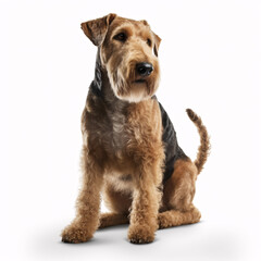 Airedale Terrier breed dog isolated on white background