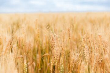 A young girl walking in a wheat field, girl in the field, wheat field, field of spikelets

A young girl walking in a wheat field, girl in the field, wheat field, field of spikelets



