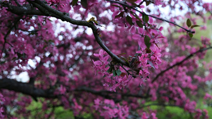 pink trumpet tree ; fresh pink flowers and green leaves on branches of the pink trumpet tree under the blue sky on a sunny day
