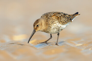 Dunlin wader bird on beach during migration
