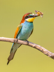 European Bee Eater perched on Branch with butterfly