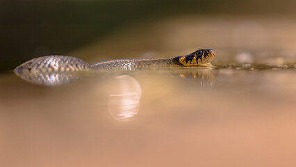 Grass snake swimming in water