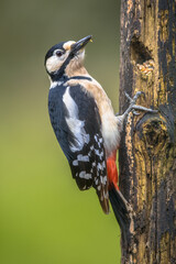 Great spotted woodpecker in portrait