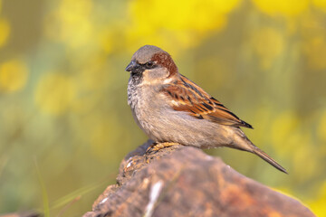 House Sparrow Perched on Trunk green background