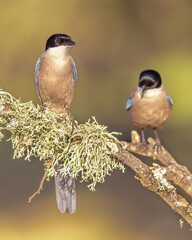 Iberian magpie couple against bright background