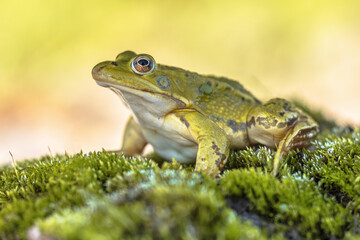 Pool frog with bright blurred background