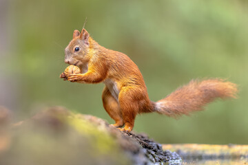 Red Squirrel eating nut in the forest
