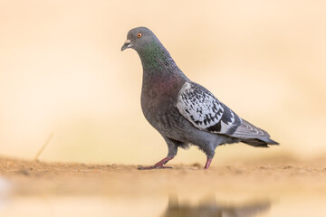 Rock Dove on light background