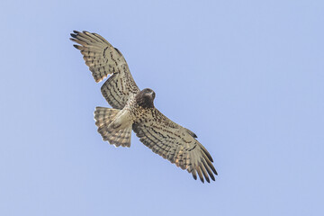 Short-toed Snake Eagle flying on thermals
