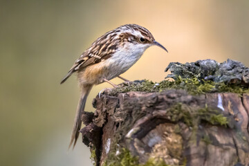 Short-toed treecreeper foraging on tree trunk in forest