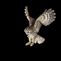tawny owl flying in the night