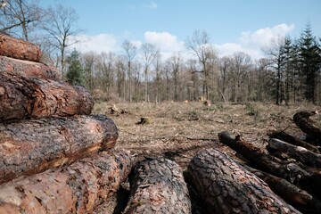 Holz Stapel im Wald nach Rodungsarbeiten mit unscharfem Hintergrund