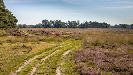 Walking track in heathland of Deelerwoud nature reserve