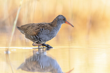 Water Rail Foraging in Sunset Reflection