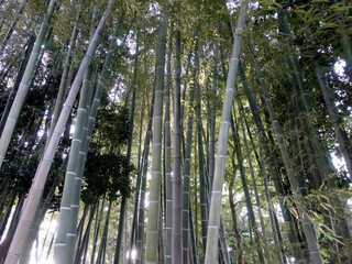 The bamboo swaying in the wind can be heard with the sound of leaves rustling.