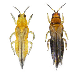 Thrips are minute, slender insect pests of fruit trees. Scirtothrips citri and Thrips hawaiiensis. Isolated on a white background