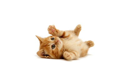 Fototapeta premium Cat is on white background