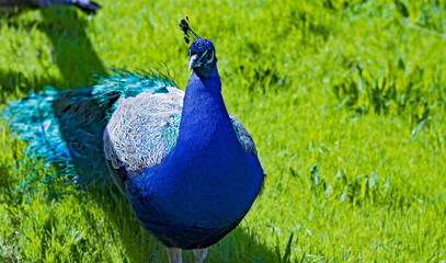 Bright bird, blue peacock on a background of green grass