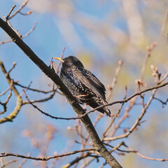 A beautiful starling sits on a tree branch in a spring forest